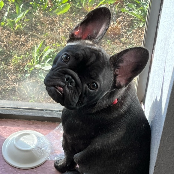 Meet your Posher, Joy - Picture 3 of 4